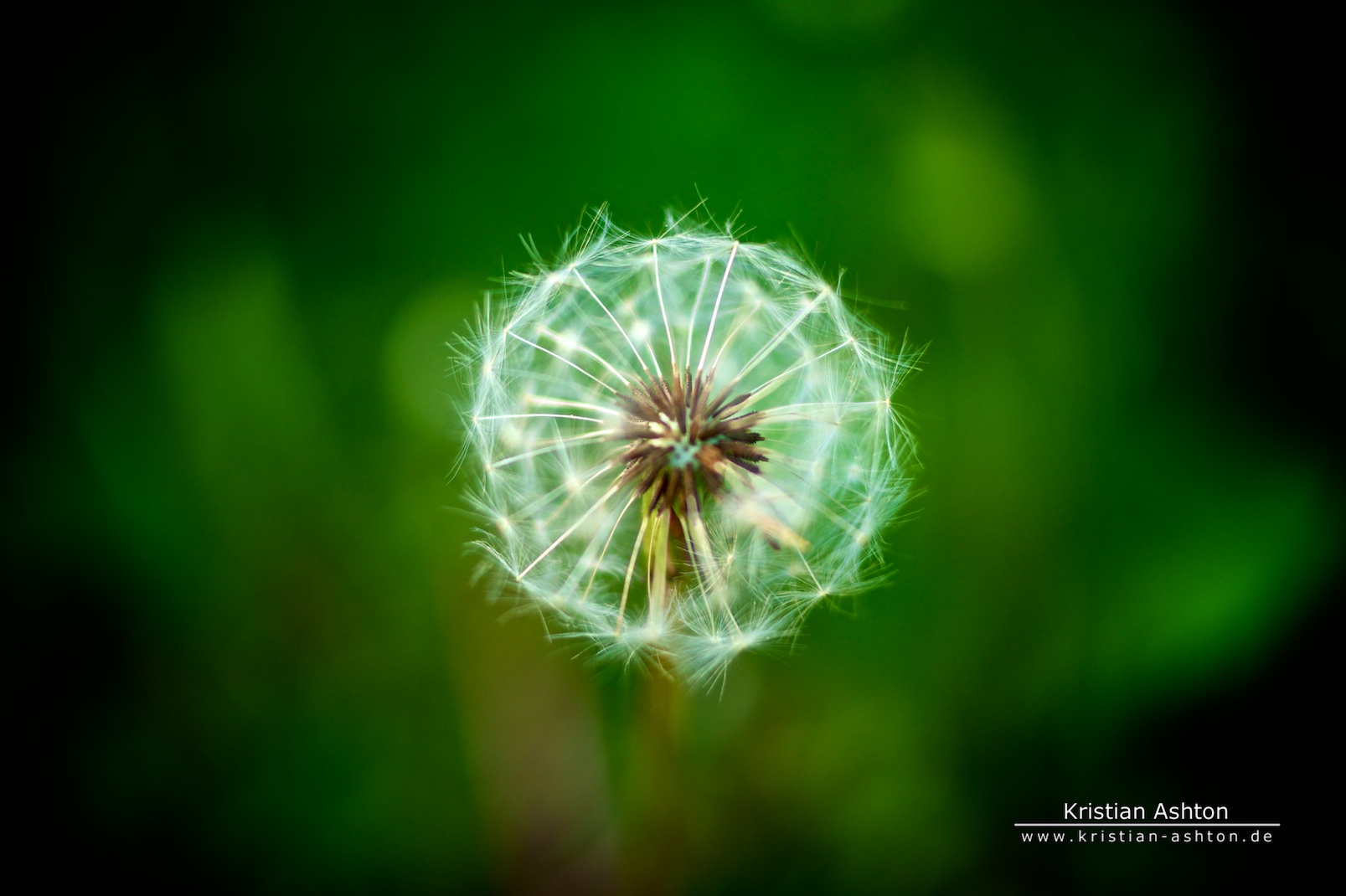 Dandelion