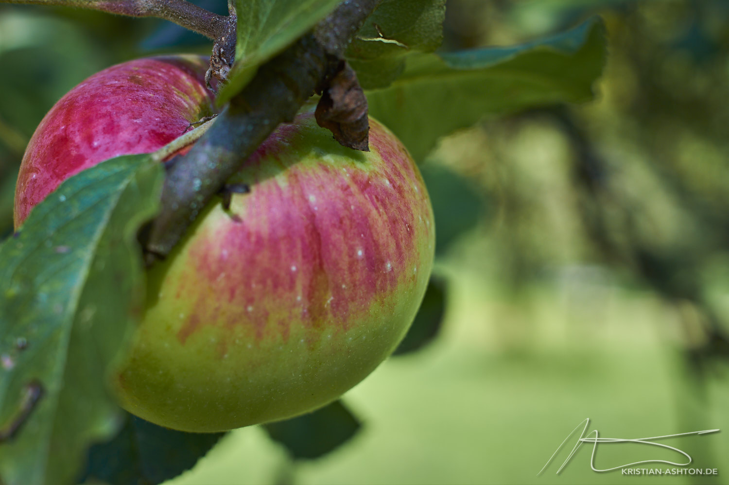 A lovely apple