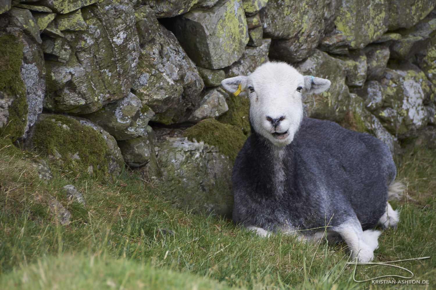 Lake District - a cheeky sheep by Buttermere