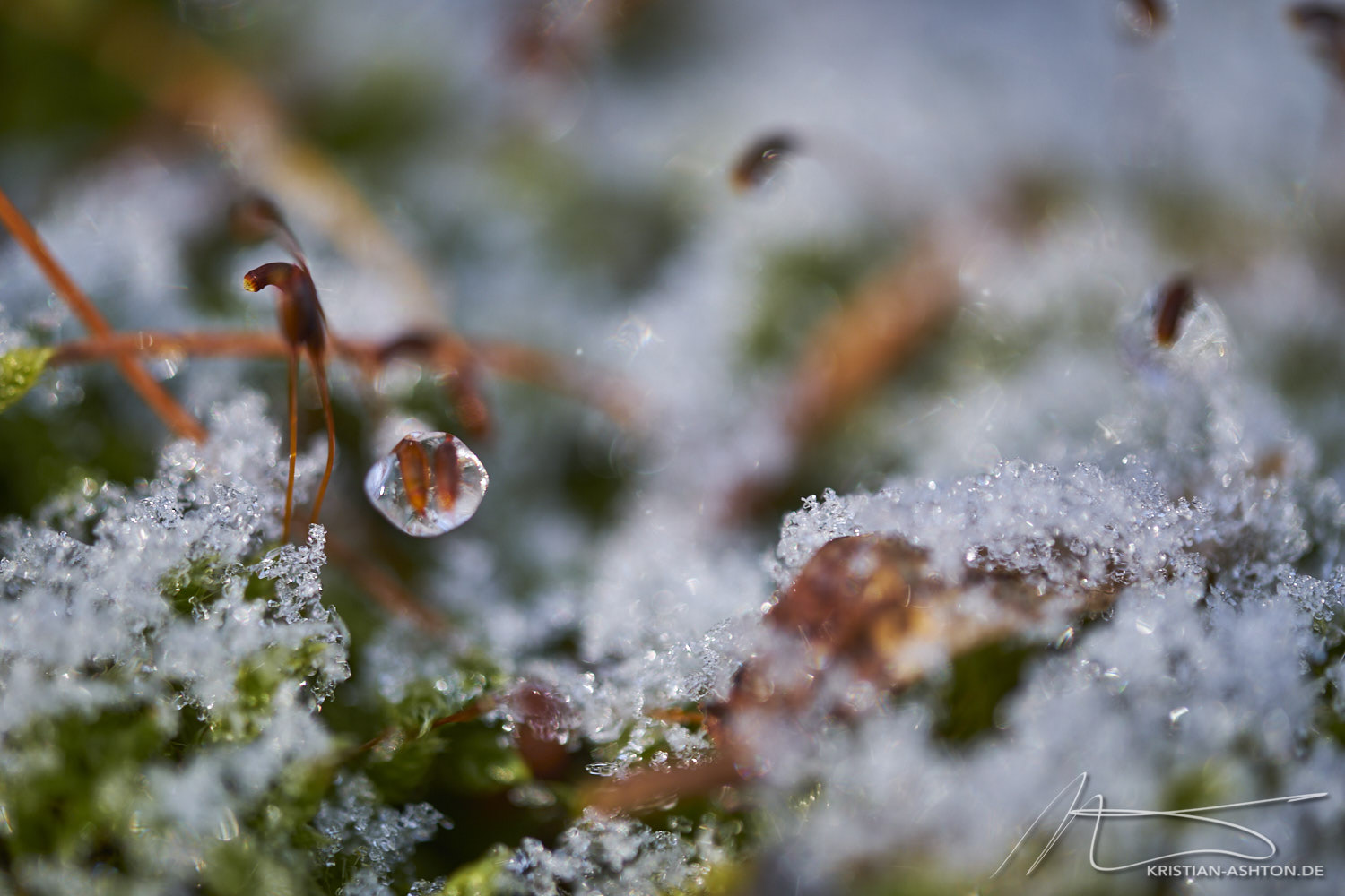 "Playing" with my new Fuji 80mm macro in Silberwald forest