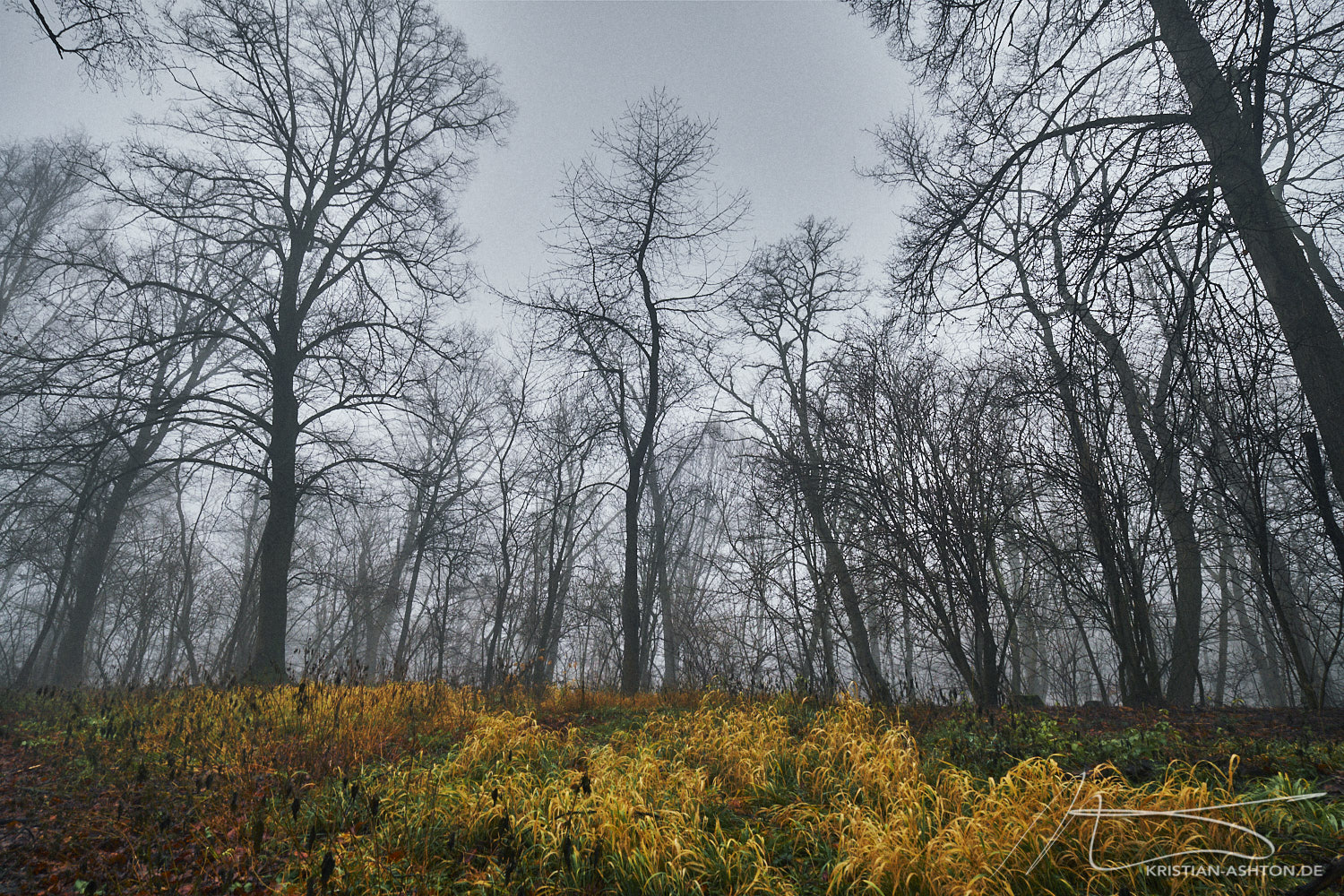 Foggy atmosphere at the Birkenköpfle