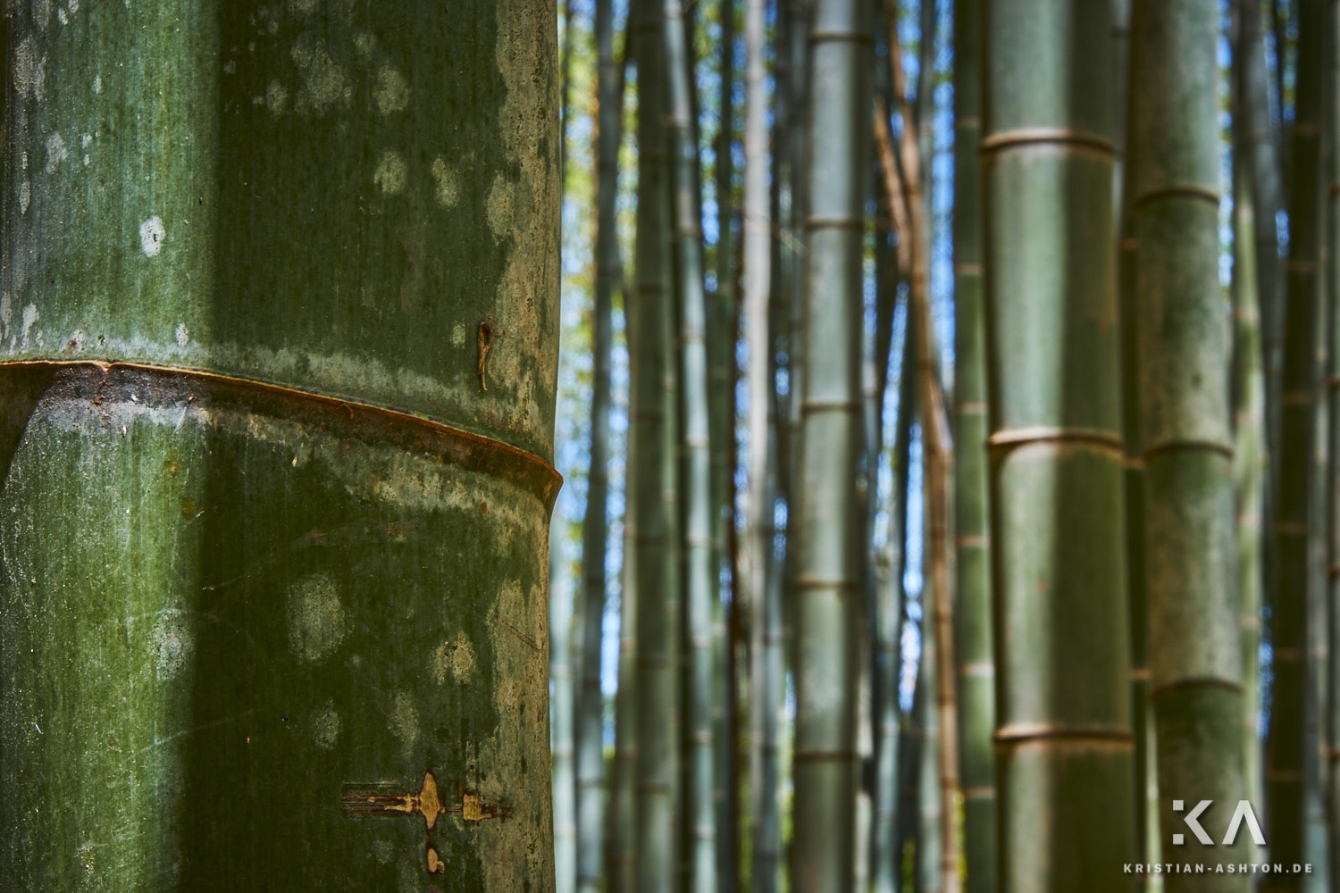 Arashiyama bamboo forest