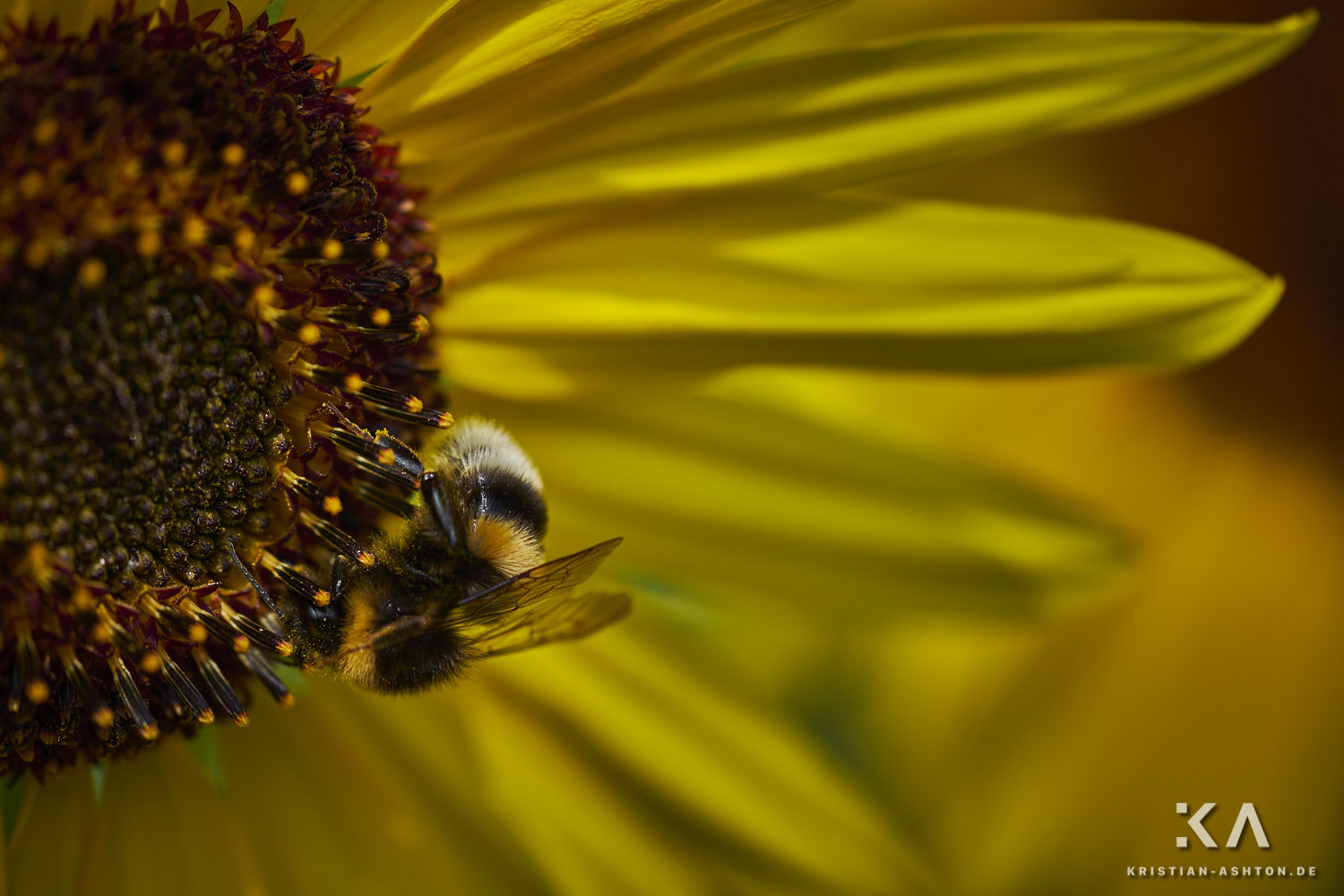 A cute bumble bee enjoying the time of the sunflowers